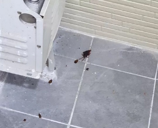 입주청소업체 직원이 집에서 나왔다고 보낸 바퀴벌레 사체. [보배드림 캡처]